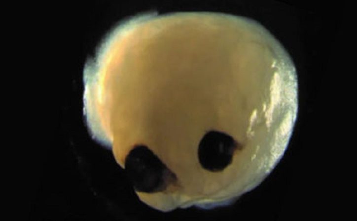 Organoide: Mini-Gehirne aus Stammzellen entwickeln Augen