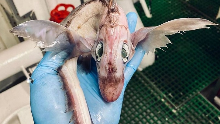 FOTOS: Fischer findet seltsame Kreatur im Meer, die einem „Drachenbaby“ ähnelt